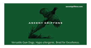 ascent-griffons-logo-web
